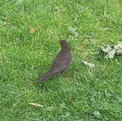 Turdus merula