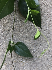 Vincetoxicum rossicum