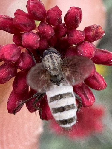 Image of Eriogonum grande by (c) Cayman Lanzone, some rights reserved (CC BY)