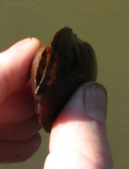 Potamilus amphichaenus