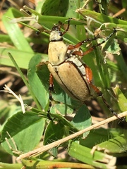 Macrodactylus subspinosus