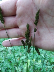 Koeleria eriostachya