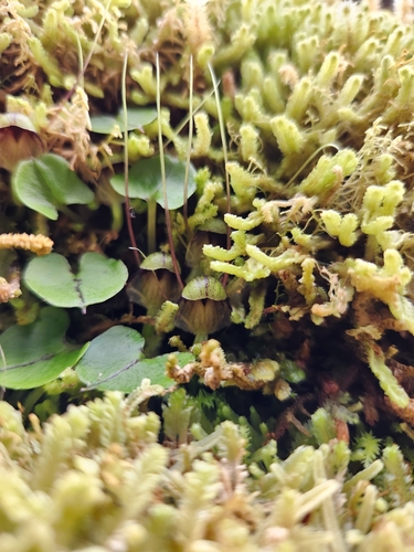 Image of Corybas vitreus by (c) Archie, some rights reserved (CC BY)
