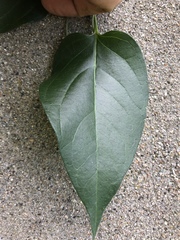 Vincetoxicum rossicum