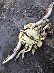 Ovalipes trimaculatus