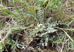 Astragalus testiculatus