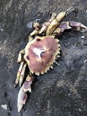 Ovalipes trimaculatus