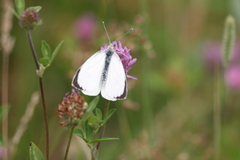 Pieris brassicae
