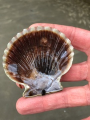 Aequipecten tehuelchus
