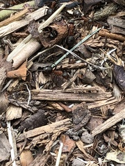 Formica polyctena × rufa
