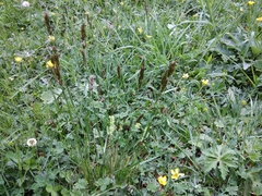 Koeleria eriostachya