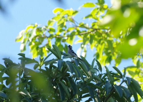 Carterornis leucotis