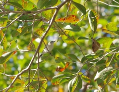 Gerygone magnirostris