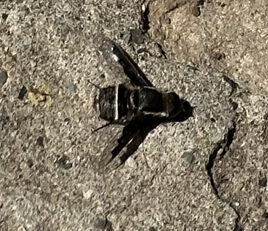 Exhyalanthrax simonae