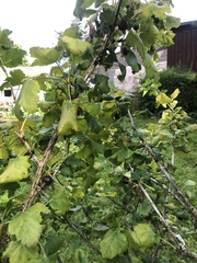 Ribes × nidigrolaria