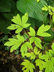 Lamprocapnos spectabilis