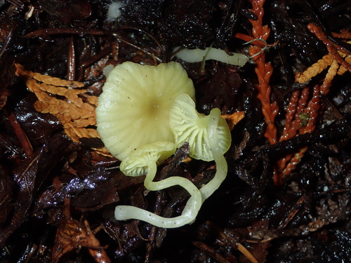 Owingsia PNW01 graham.jpg