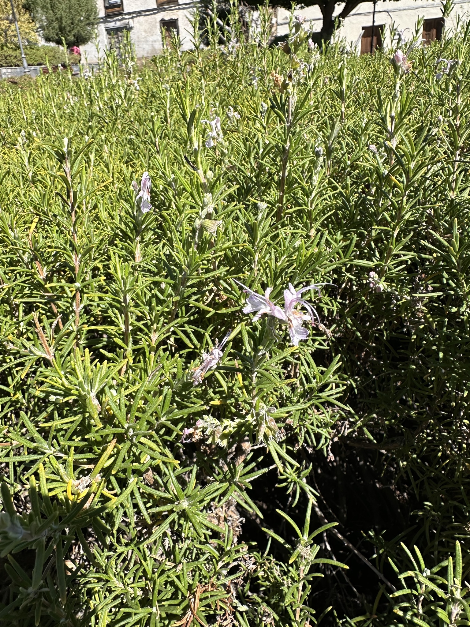 Salvia rosmarinus