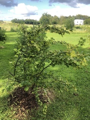 Ribes × nidigrolaria