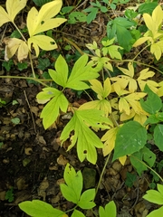 Lamprocapnos spectabilis
