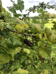 Ribes × nidigrolaria