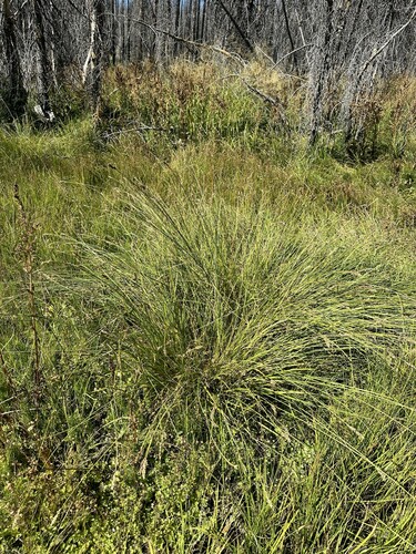 Image of Carex cusickii by (c) Matt Berger, some rights reserved (CC BY)