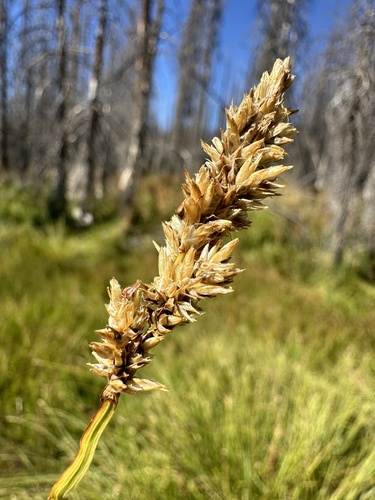 Cusick's sedge (Carex cusickii)