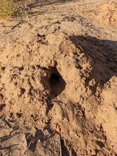 Knox Jones's Pocket Gopher