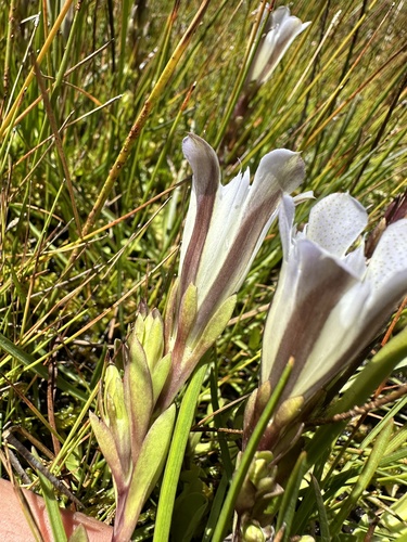 Image of Gentiana newberryi by (c) Matt Berger, some rights reserved (CC BY)