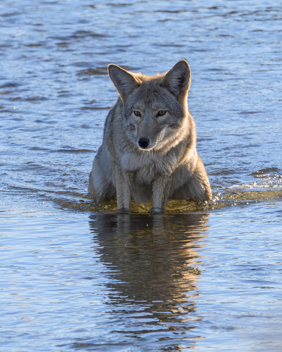 Coyote photographed in Wyoming