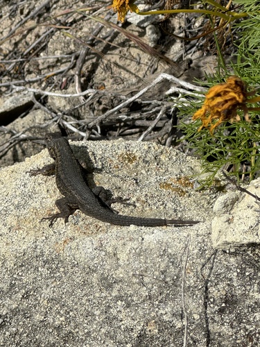 Island Fence Lizard, Sceloporus becki