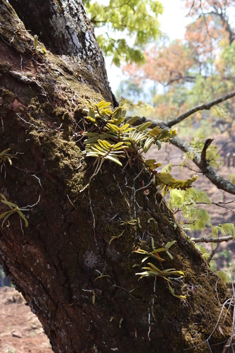 Calyptrochilum christyanum