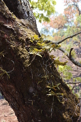 Calyptrochilum christyanum, photograph (c) Tony Rebelo, some rights reserved (CC BY-SA)