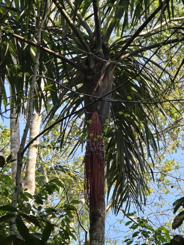 Bacaba palm (Oenocarpus bacaba)
