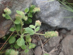 Phacelia malvifolia
