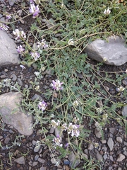 Astragalus captiosus