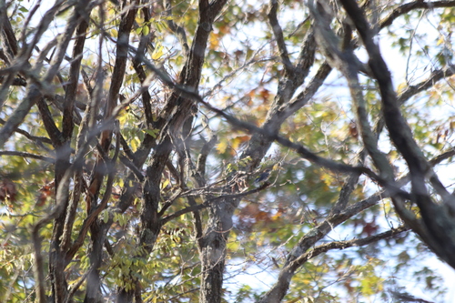 Yellow-rumped Warbler photographed in Wisconsin