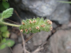 Phacelia malvifolia