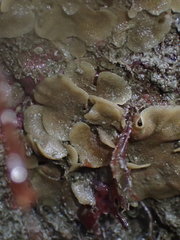 Dendrobeania lichenoides