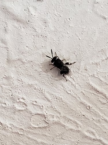 Chalcididae