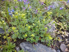 Alchemilla tephroserica