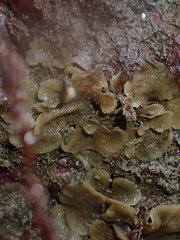 Dendrobeania lichenoides