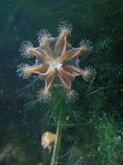 Haliclystus sanjuanensis