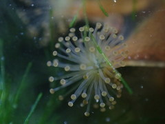 Haliclystus sanjuanensis