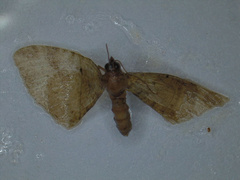 Smerinthinae