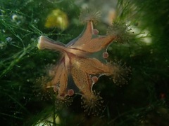 Haliclystus sanjuanensis