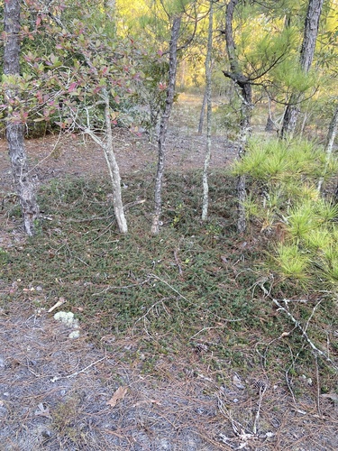 Image of Vaccinium crassifolium by (c) Scott Ward, some rights reserved (CC BY)