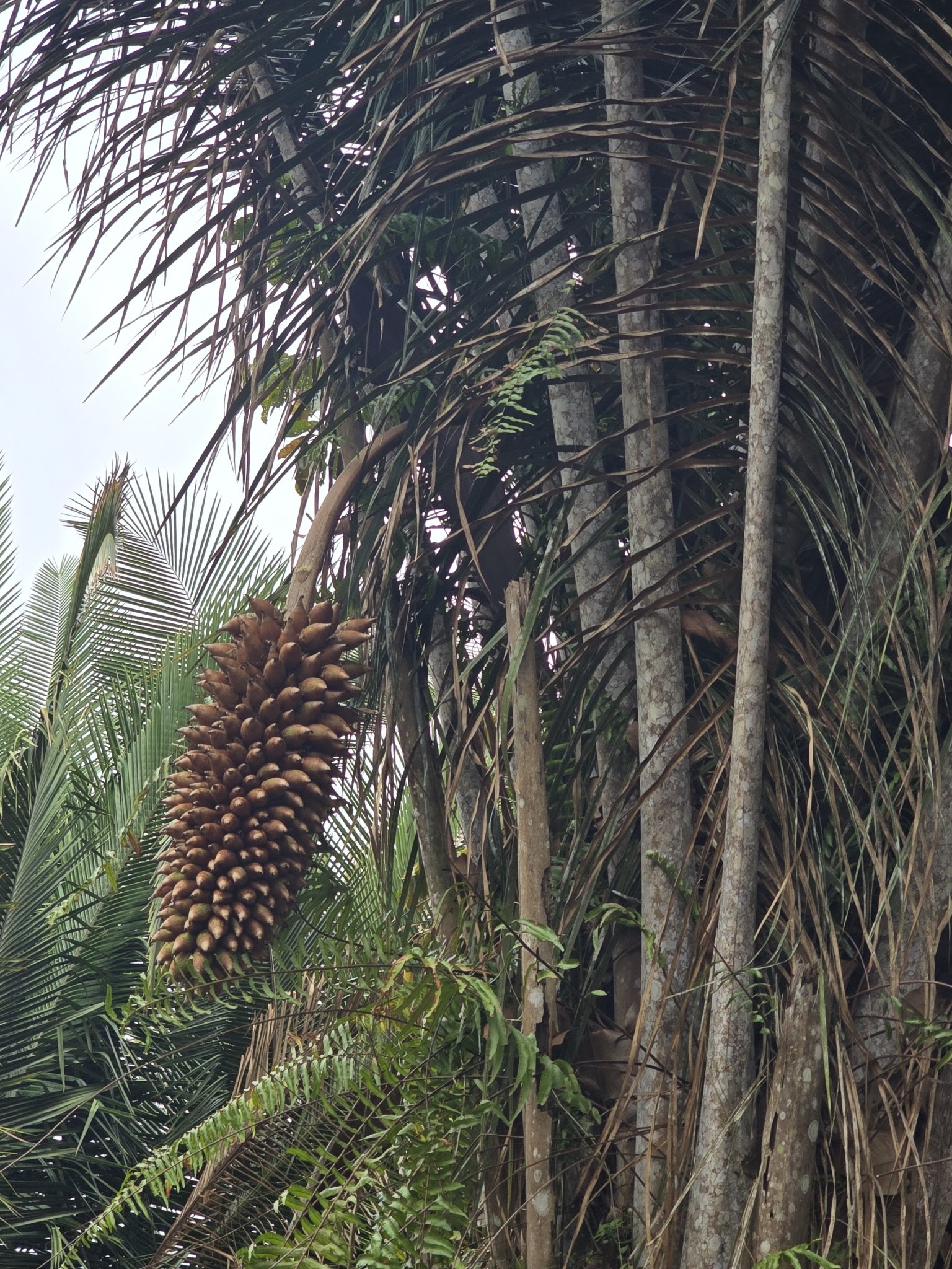 Imagem de Babaçu