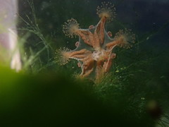 Haliclystus sanjuanensis