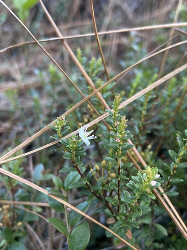 Image of Kalmia buxifolia by (c) Scott Ward, some rights reserved (CC BY)